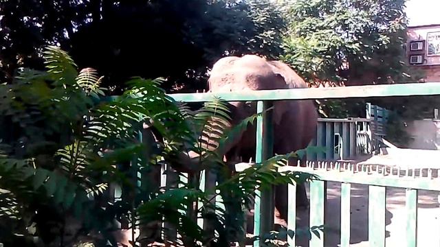 СЛОН в Одесском зоопарке. смотреть онлайн