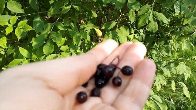 Бузина Канадская в Подмосковье, плодоношение. Видео - 3 смотреть онлайн