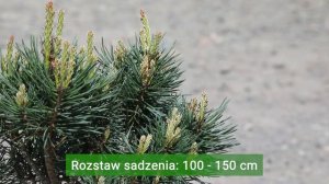 Sosna Pospolita 'Chantry Blue' - Pinus sylvestris | Karłowa Odmiana Sosny do Ogrodu | Na Skalniak