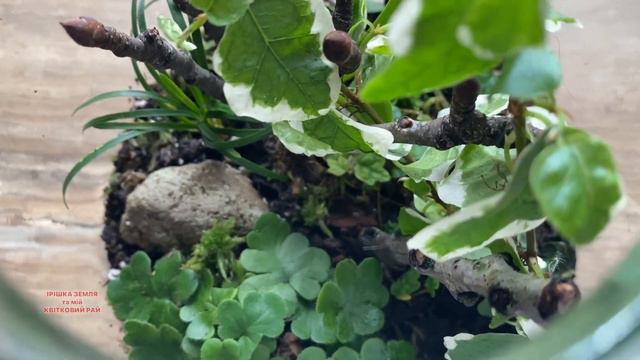 #vlog #кімнатнірослини #florarium