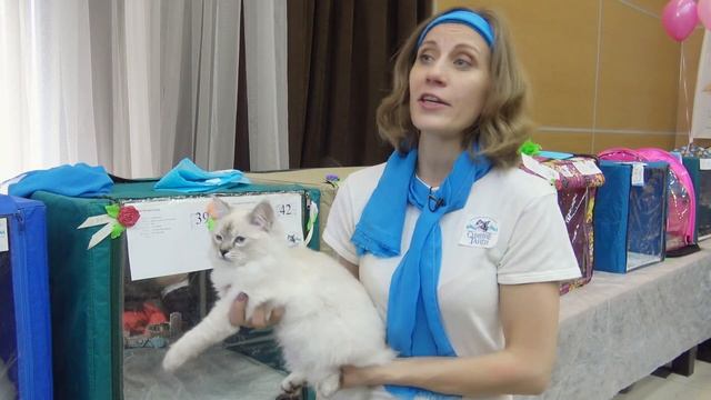 Невские маскарадные кошки смотреть онлайн