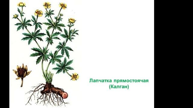 Растения полезные и съедобные смотреть онлайн