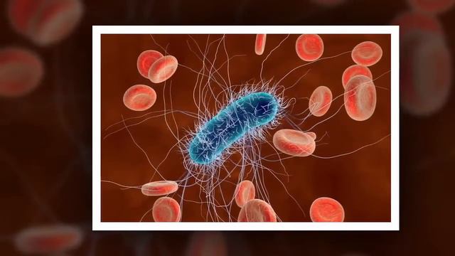 ESCHERICHIA COLI