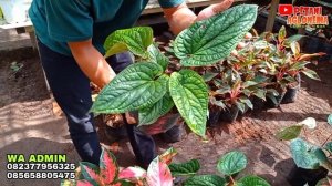 AGLONEMA MURAH | KELUARIN TANIAN SENDIRI | COCOK BUAT PEMULA