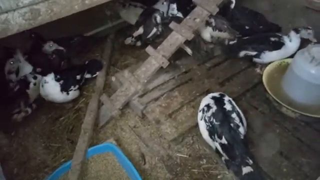 Доброе утро из курятника смотреть онлайн