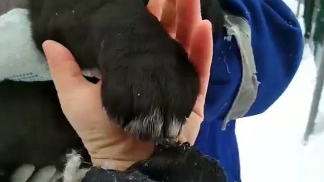 Щенки среднеазиатской овчарки ОЕССЕНН СТИЛЬ Шахнур 63 дня ПРОДАЖА смотреть онлайн