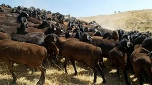Гиссарскый овцы и ярки 2019 года К/Х Нурзода. Гиссарский бараны.