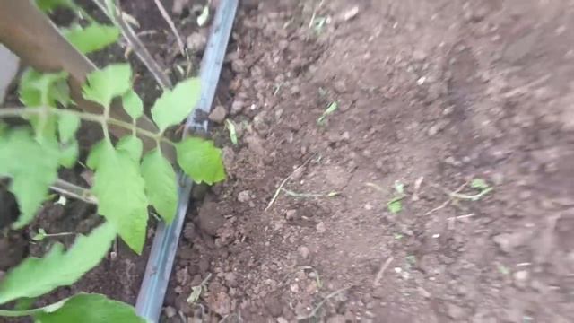 НУЖНО ЛИ ОКУЧИВАТЬ ТОМАТЫ? Ольга Чернова. смотреть онлайн