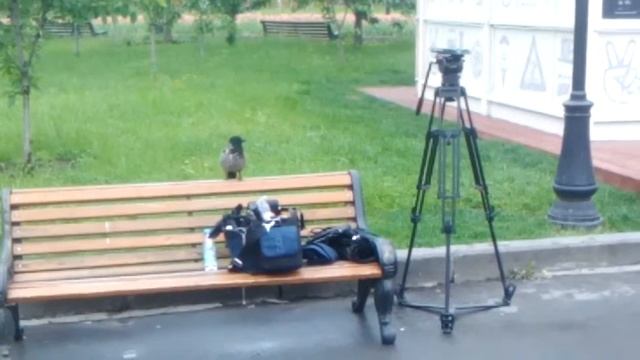 Ворона точит клюв смотреть онлайн