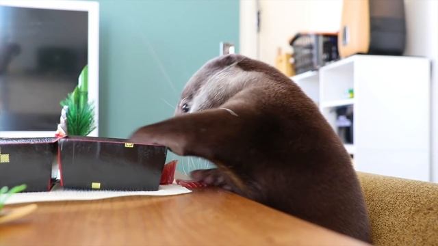 カワウソ コタロー　豪華なおせちでお正月！　Kotaro the Otter Special New Year's dishes смотреть онлайн