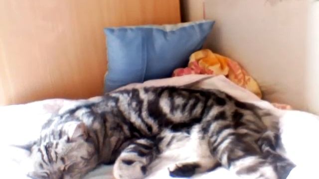 Кот испугался смотреть онлайн