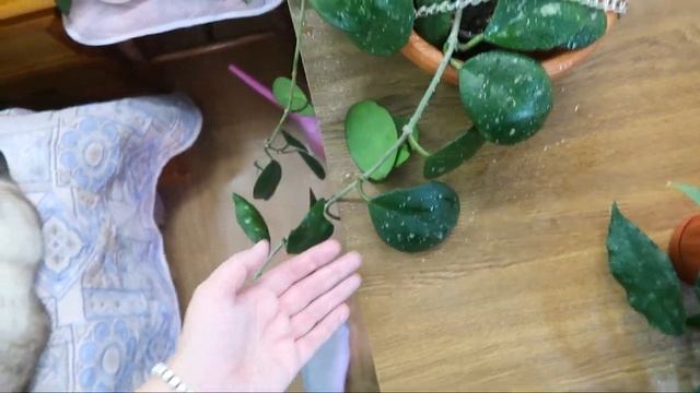 ХОЙИ моя коллекция/ Хойя обовата сплеш, Обовата вариегата сплеш, Финлайнсони, Лакуноза Эскимо смотреть онлайн