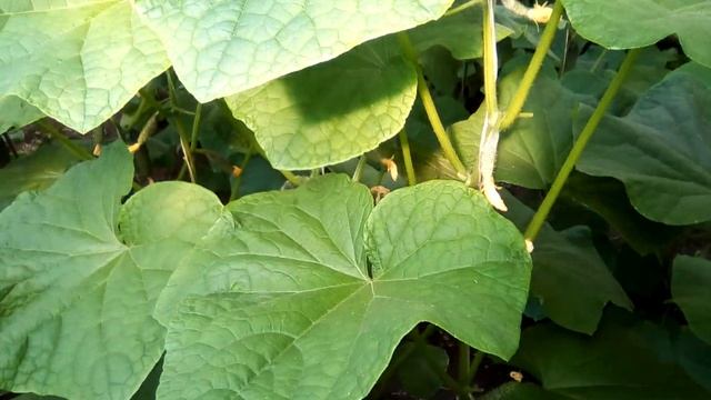 Отопление Теплицы 400кв.м Водяным Тепловентилятором!Результат! смотреть онлайн