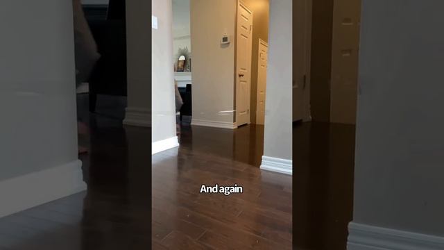 Golden Retrievers Tiktok Trends Compilation смотреть онлайн