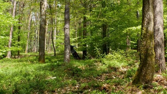 MTB Raw DH | Radon Swoop 29 2019 смотреть онлайн