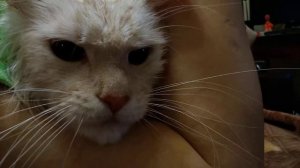 Майкун, хотели, получите. Вырос кот с хорошим характером))) добрая кошка, даже не погладить :)))