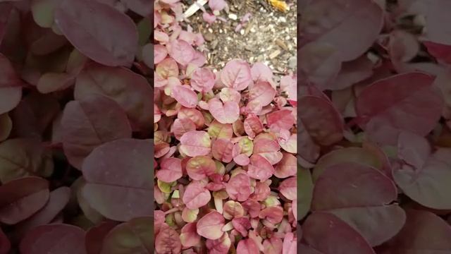 Red Amaranth Seedlings in the Garden of Seed to Life смотреть онлайн