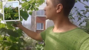 Что с огурцами если их растить на воде на гидропонике?!