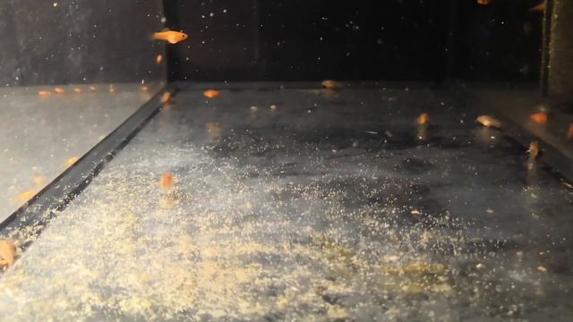 Нерест L181. Продажа рубиновых меченосцев. Малек красного неона смотреть онлайн