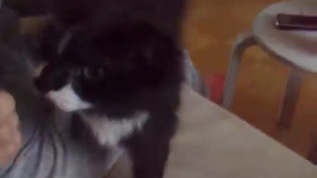Кошка Котя - друзья : кошечка Сильва ! смотреть онлайн