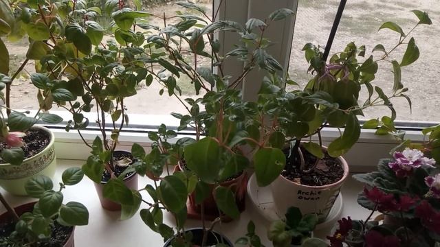 МОИ ФУКСИИ ! ЗИМОВКА НА ПОДОКОННИКЕ ! КАК СОХРАНЯЮ!!!! смотреть онлайн