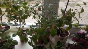 МОИ ФУКСИИ ! ЗИМОВКА НА ПОДОКОННИКЕ ! КАК СОХРАНЯЮ!!!!