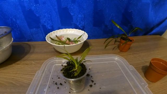 Быстрая посадка растений смотреть онлайн