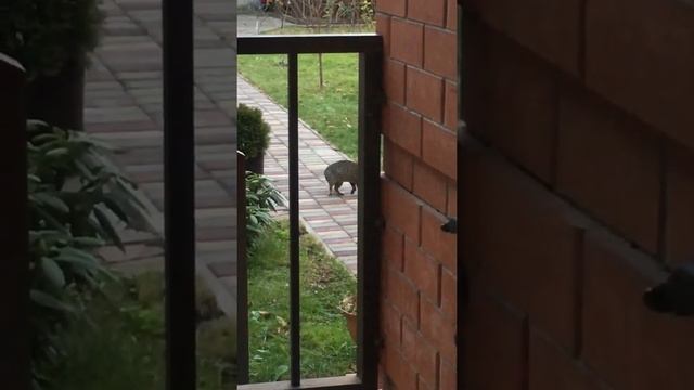 Коричневый кот вернулся смотреть онлайн