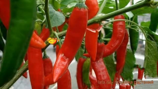 Перец острый Астраханский (astrakhanskiy) ? обзор: как сажать, семена перца Астраханский смотреть онлайн