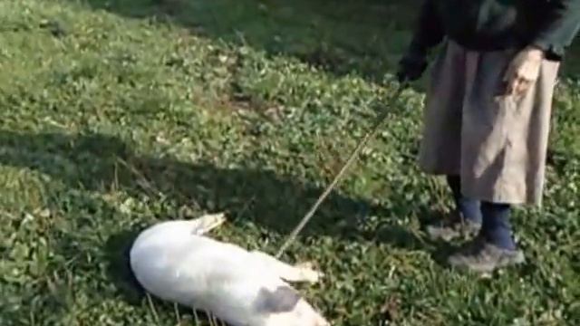 Свиня і бабулька смотреть онлайн