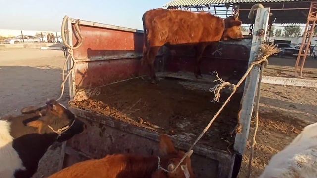 БУХОРО ШАХАР МОЛ БОЗОРИ // BUXORO SHAHAR MOL BOZORI 4.10.2020. смотреть онлайн