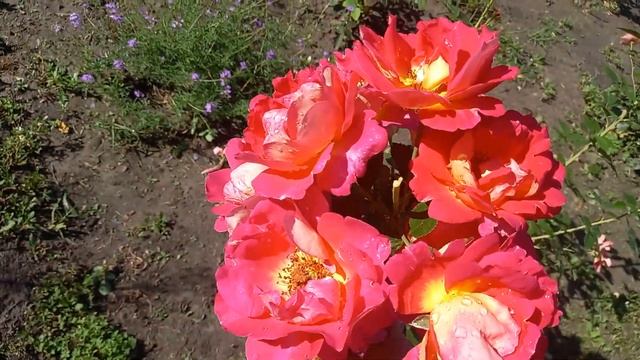 Троянда Декор Арлекін Rosa Decor Arlequin смотреть онлайн