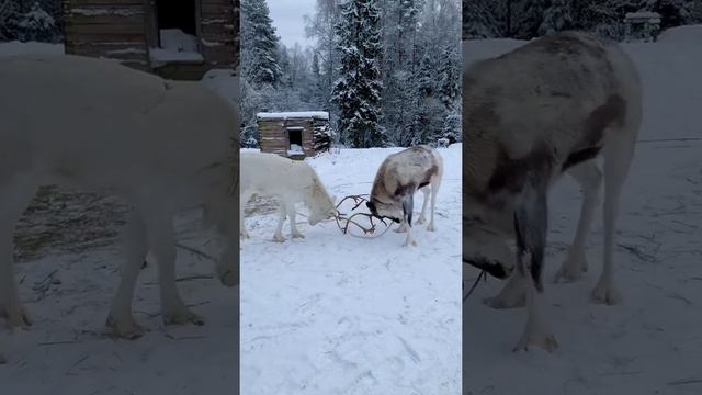 Северные олени, Мендсары смотреть онлайн