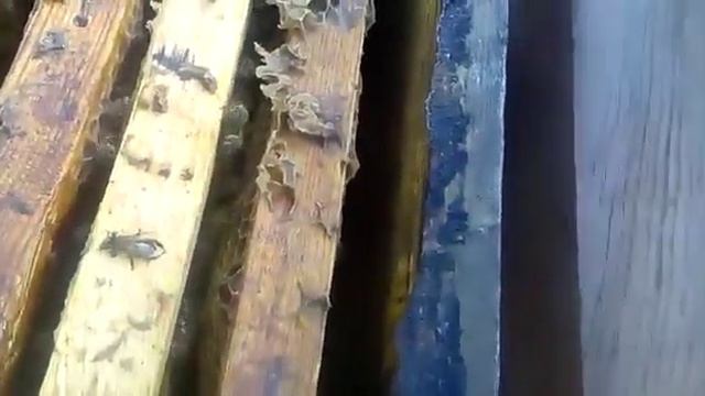 Установка сота под засев маткой . В племенную семью . смотреть онлайн