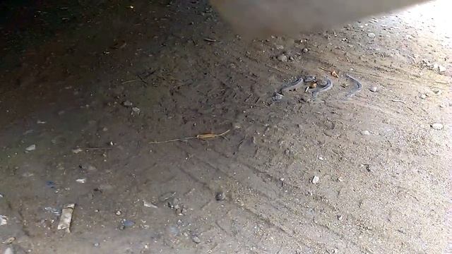 Звук из выхлопной мондео 3 смотреть онлайн