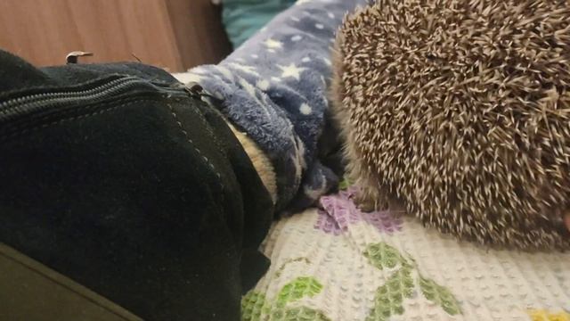 Еж 53 150523 не трожь злюку кусается пугает ищет норку Hedgehog bites scares looks for a mink смотреть онлайн