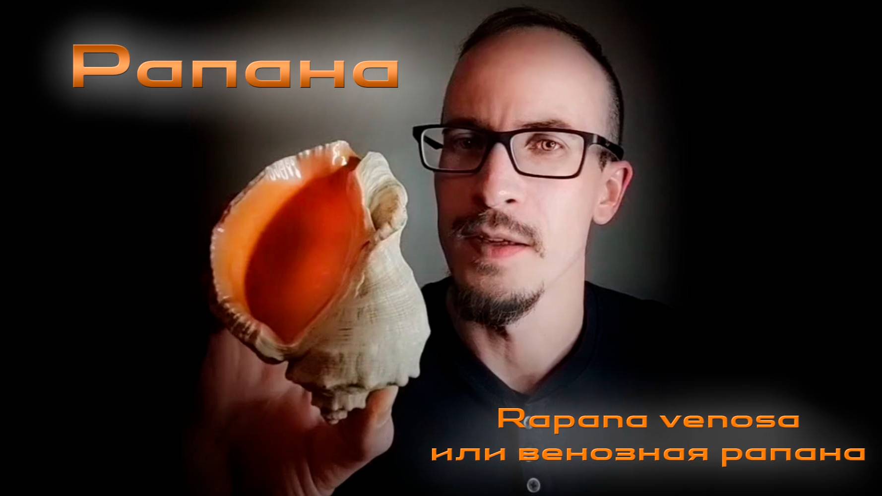 Рапана - или венозная рапана Rapana Venosa