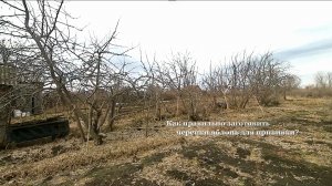 Прививка яблонь. Как правильно заготовить черенки для прививки.