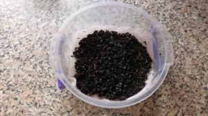 ПРЕКРАСНЫЙ ЧЁРНЫЙ КУНЖУТ