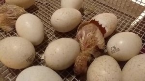 Выращивание индейки от 0 дней до забоя,краткое пособие для начинающих.