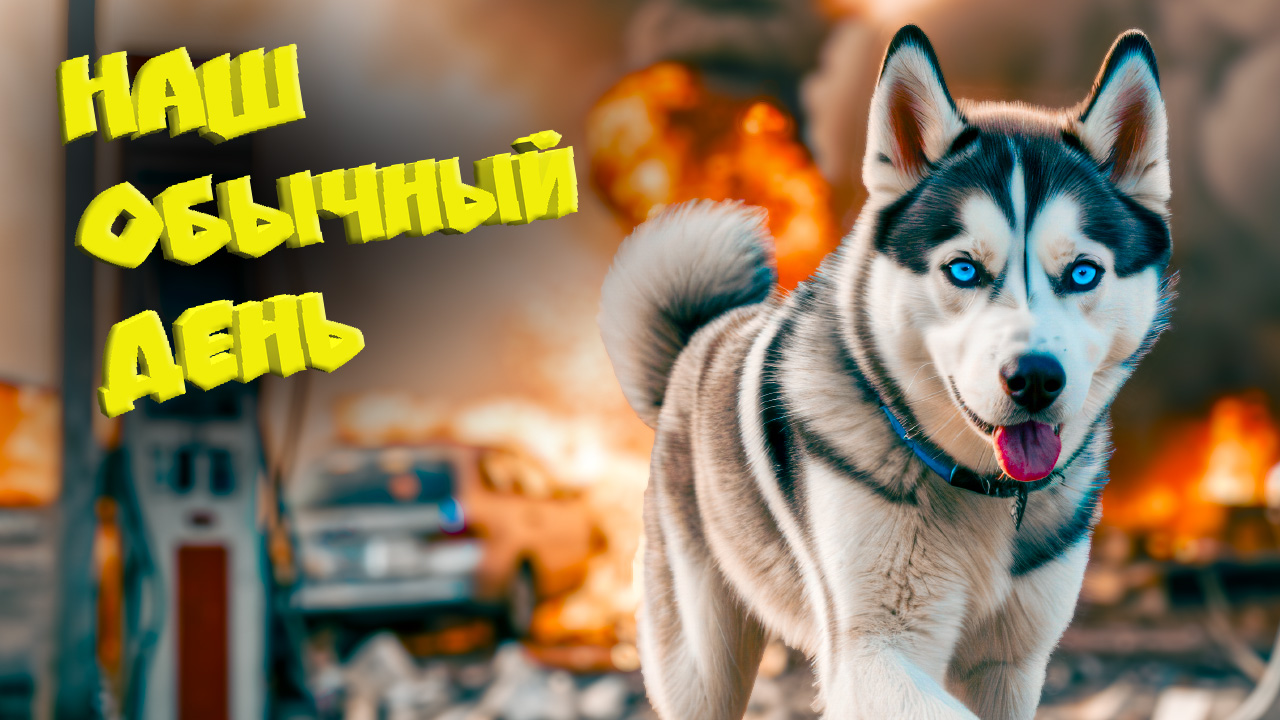 DOGVLOG НАШ ОБЫЧНЫЙ ДЕНЬ! (Хаски Бандит) Говорящая собака