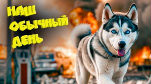 DOGVLOG НАШ ОБЫЧНЫЙ ДЕНЬ! (Хаски Бандит) Говорящая собака