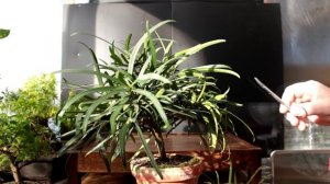 Podocarpus Bonsai, Jan 2016