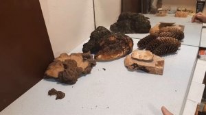 Берёзовый кап и сувель. Заготовка материалов для работы!