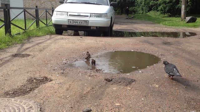 воробьи купаются смотреть онлайн