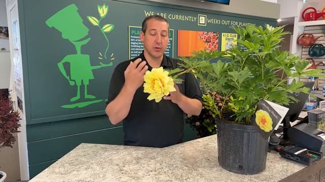 What Is An Itoh Peony