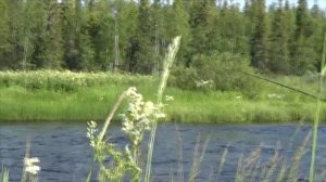 ЛОВЛЯ ХАРИУСА НА СЕВЕРЕ ,РЕКА ВЯЛА,УМБА