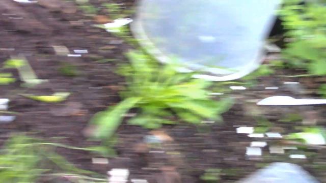 Стратификация семян дома или подзимний посев в разводочную грядку. смотреть онлайн