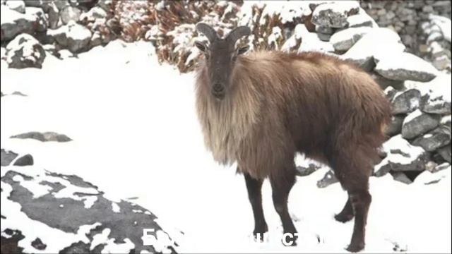 ГИМАЛАЙСКИЙ ТАР?/Копытные/Животные/Интересные факты