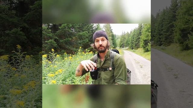 Canadian Goldenrod, Solidago canadensis смотреть онлайн